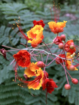 Like Fibre Optic Wire  Like Fibre Optic Wire